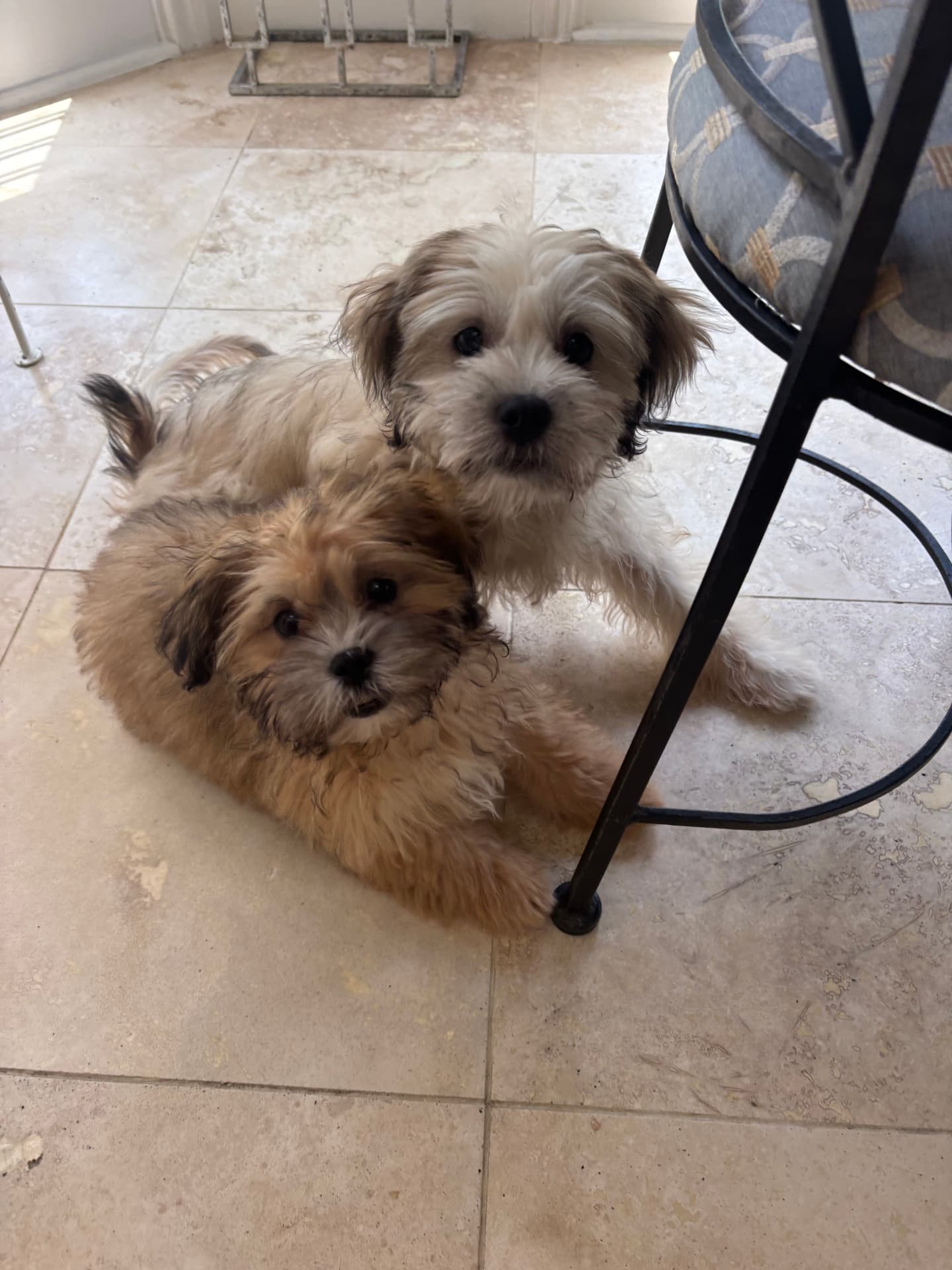Two fluffy puppies resting together on a tile floor