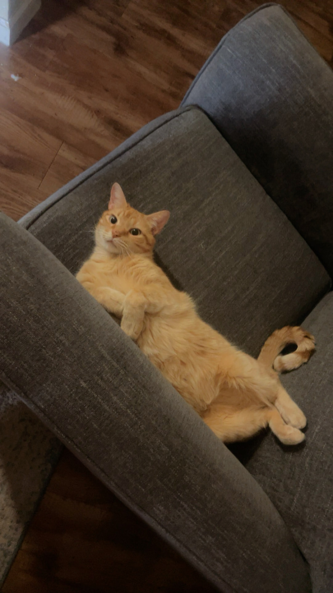 Orange tabby cat relaxing on a grey sofa