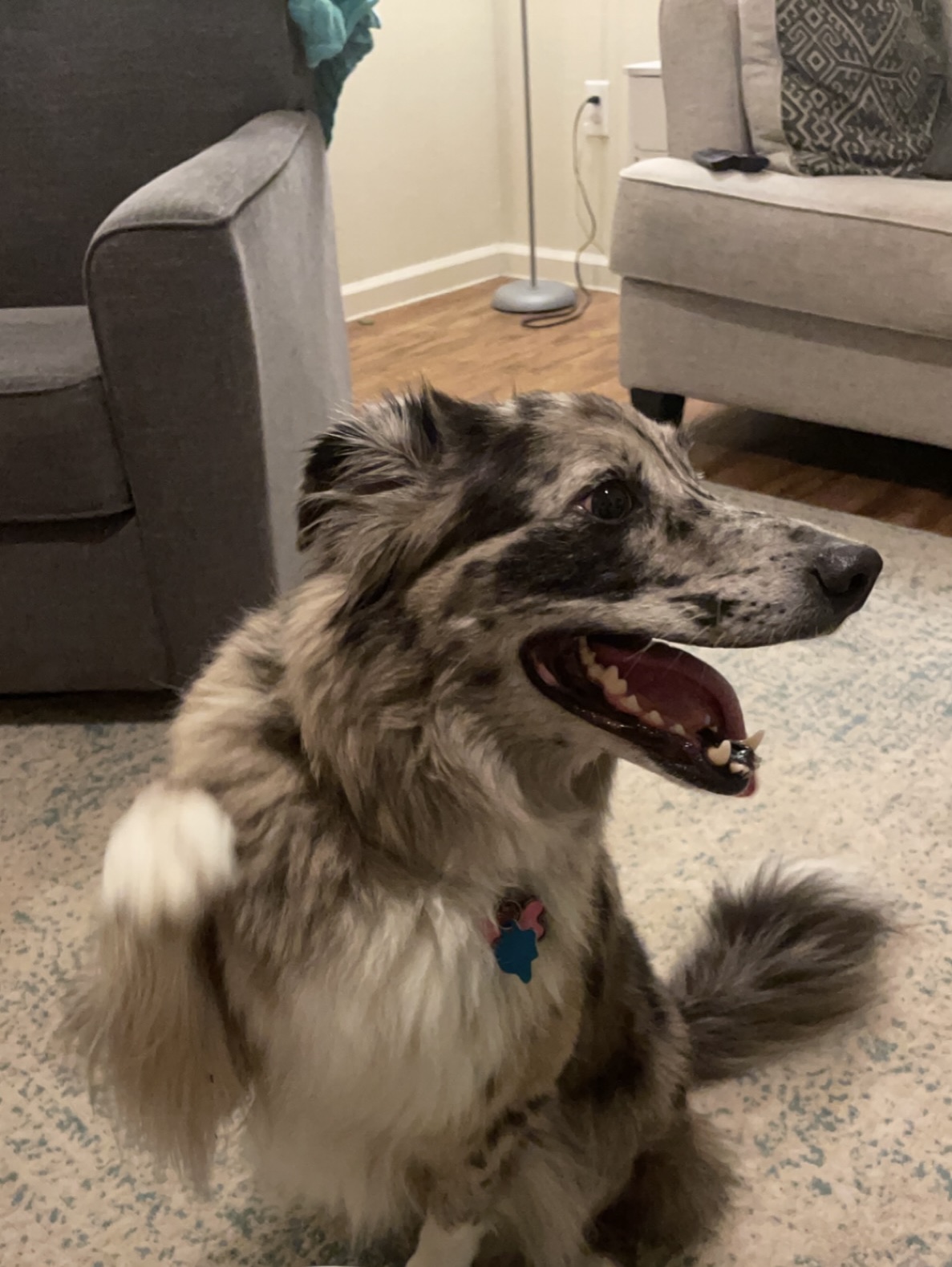 Happy merle dog sitting indoors with a big smile