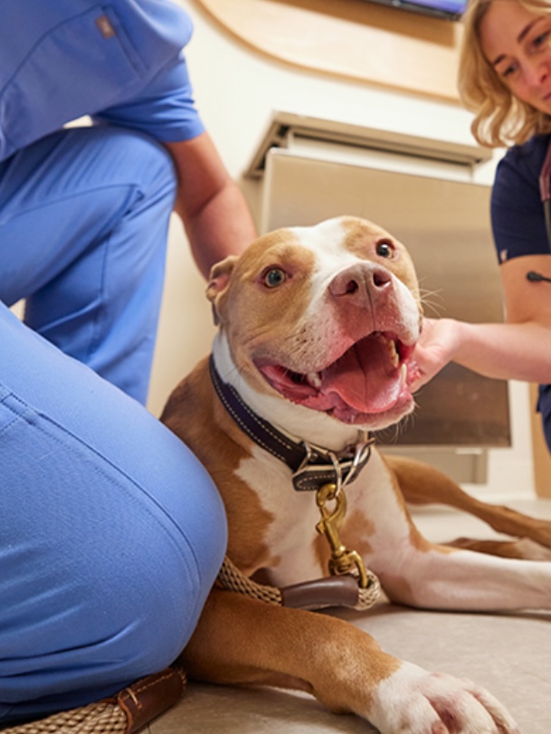 Happy brown and white dog being gently examined by a veterinary technician