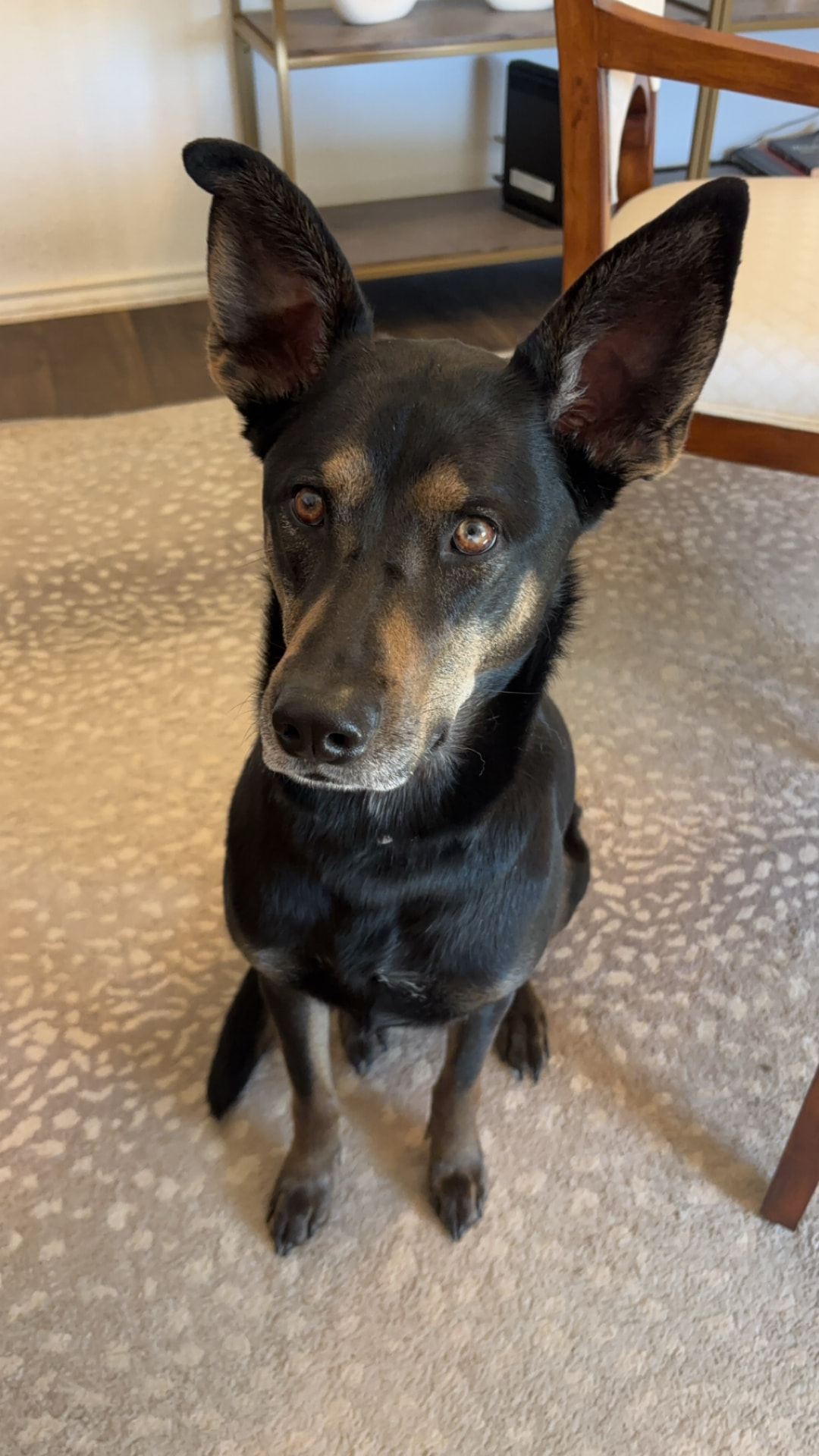 Black and tan shepherd mix sitting attentively indoors